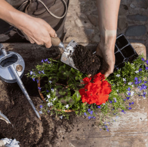 Multipurpose Compost